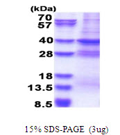 MED27 / CRSP8 Protein
