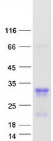 MED29 / IXL Protein - Purified recombinant protein MED29 was analyzed by SDS-PAGE gel and Coomassie Blue Staining