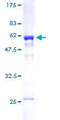 MED4 Protein - 12.5% SDS-PAGE of human MED4 stained with Coomassie Blue