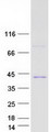 MED4 Protein - Purified recombinant protein MED4 was analyzed by SDS-PAGE gel and Coomassie Blue Staining