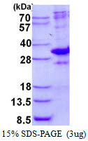 MED7 / CRSP9 Protein