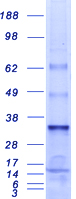 MED7 / CRSP9 Protein - Purified recombinant protein MED7 was analyzed by SDS-PAGE gel and Coomassie Blue Staining