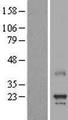 MED8 Protein - Western validation with an anti-DDK antibody * L: Control HEK293 lysate R: Over-expression lysate