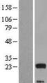 MED9 Protein - Western validation with an anti-DDK antibody * L: Control HEK293 lysate R: Over-expression lysate