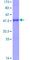 MED9 Protein - 12.5% SDS-PAGE of human MED9 stained with Coomassie Blue