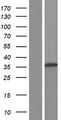 MEDAG Protein - Western validation with an anti-DDK antibody * L: Control HEK293 lysate R: Over-expression lysate