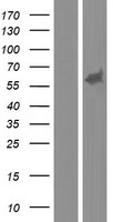 MEF2A / MEF2 Protein - Western validation with an anti-DDK antibody * L: Control HEK293 lysate R: Over-expression lysate