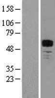 MEF2A / MEF2 Protein - Western validation with an anti-DDK antibody * L: Control HEK293 lysate R: Over-expression lysate