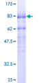 MEF2A / MEF2 Protein - 12.5% SDS-PAGE of human MEF2A stained with Coomassie Blue