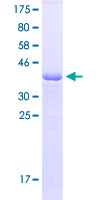 MEF2A / MEF2 Protein - 12.5% SDS-PAGE Stained with Coomassie Blue.