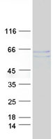 MEF2A / MEF2 Protein - Purified recombinant protein MEF2A was analyzed by SDS-PAGE gel and Coomassie Blue Staining