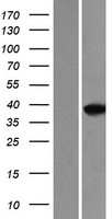 MEF2B Protein - Western validation with an anti-DDK antibody * L: Control HEK293 lysate R: Over-expression lysate