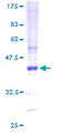 MEF2BNB Protein - 12.5% SDS-PAGE of human MEF2BNB stained with Coomassie Blue