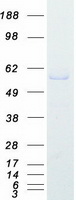 MEF2C Protein - Purified recombinant protein MEF2C was analyzed by SDS-PAGE gel and Coomassie Blue Staining