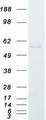 MEF2C Protein - Purified recombinant protein MEF2C was analyzed by SDS-PAGE gel and Coomassie Blue Staining