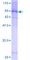 MEF2D Protein - 12.5% SDS-PAGE of human MEF2D stained with Coomassie Blue