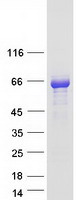 MEF2D Protein - Purified recombinant protein MEF2D was analyzed by SDS-PAGE gel and Coomassie Blue Staining
