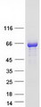 MEF2D Protein - Purified recombinant protein MEF2D was analyzed by SDS-PAGE gel and Coomassie Blue Staining