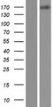 MEGF6 Protein - Western validation with an anti-DDK antibody * L: Control HEK293 lysate R: Over-expression lysate