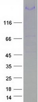 MEGF6 Protein - Purified recombinant protein MEGF6 was analyzed by SDS-PAGE gel and Coomassie Blue Staining