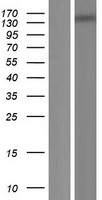 MEI1 Protein - Western validation with an anti-DDK antibody * L: Control HEK293 lysate R: Over-expression lysate