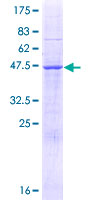 MEI1 Protein - 12.5% SDS-PAGE of human MEI1 stained with Coomassie Blue