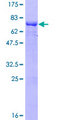MEIS1 Protein - 12.5% SDS-PAGE of human MEIS1 stained with Coomassie Blue