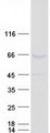 MEIS2 Protein - Purified recombinant protein MEIS2 was analyzed by SDS-PAGE gel and Coomassie Blue Staining