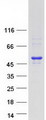MEIS3 Protein - Purified recombinant protein MEIS3 was analyzed by SDS-PAGE gel and Coomassie Blue Staining