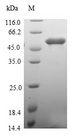 MEMO1 Protein - (Tris-Glycine gel) Discontinuous SDS-PAGE (reduced) with 5% enrichment gel and 15% separation gel.