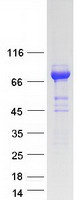 MEN1 / Menin Protein - Purified recombinant protein MEN1 was analyzed by SDS-PAGE gel and Coomassie Blue Staining