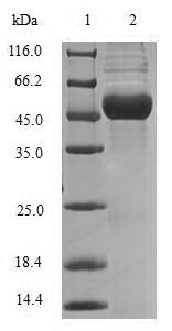 MEOX1 Protein - (Tris-Glycine gel) Discontinuous SDS-PAGE (reduced) with 5% enrichment gel and 15% separation gel.