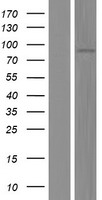 MEP1A / Meprin Alpha Protein - Western validation with an anti-DDK antibody * L: Control HEK293 lysate R: Over-expression lysate