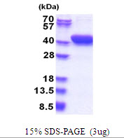 MESDC1 Protein