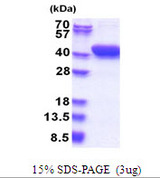 MESDC1 Protein