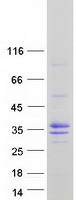 MESP1 Protein - Purified recombinant protein MESP1 was analyzed by SDS-PAGE gel and Coomassie Blue Staining