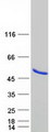METAP1 Protein - Purified recombinant protein METAP1 was analyzed by SDS-PAGE gel and Coomassie Blue Staining