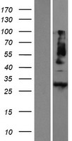 METRN / Meteorin Protein - Western validation with an anti-DDK antibody * L: Control HEK293 lysate R: Over-expression lysate