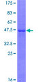 METTL10 Protein - 12.5% SDS-PAGE of human LOC399818 stained with Coomassie Blue