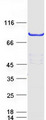 METTL13 / KIAA0859 Protein - Purified recombinant protein METTL13 was analyzed by SDS-PAGE gel and Coomassie Blue Staining
