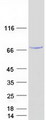METTL16 / METT10D Protein - Purified recombinant protein METTL16 was analyzed by SDS-PAGE gel and Coomassie Blue Staining