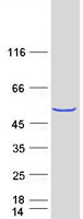 METTL18 Protein - Purified recombinant protein METTL18 was analyzed by SDS-PAGE gel and Coomassie Blue Staining