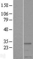 METTL2A Protein - Western validation with an anti-DDK antibody * L: Control HEK293 lysate R: Over-expression lysate