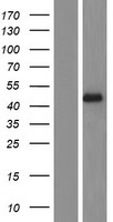METTL2A Protein - Western validation with an anti-DDK antibody * L: Control HEK293 lysate R: Over-expression lysate