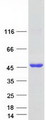 METTL2B Protein - Purified recombinant protein METTL2B was analyzed by SDS-PAGE gel and Coomassie Blue Staining