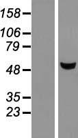 METTL4 Protein - Western validation with an anti-DDK antibody * L: Control HEK293 lysate R: Over-expression lysate