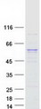 METTL4 Protein - Purified recombinant protein METTL4 was analyzed by SDS-PAGE gel and Coomassie Blue Staining