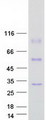METTL7A Protein - Purified recombinant protein METTL7A was analyzed by SDS-PAGE gel and Coomassie Blue Staining