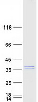 METTL9 / PAP1 Protein - Purified recombinant protein METTL9 was analyzed by SDS-PAGE gel and Coomassie Blue Staining
