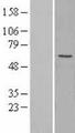 MFAP1 Protein - Western validation with an anti-DDK antibody * L: Control HEK293 lysate R: Over-expression lysate
